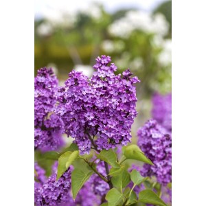 Blühender Flieder 'Katharine Havemeyer' mit lila Blüten und grünen Blättern.