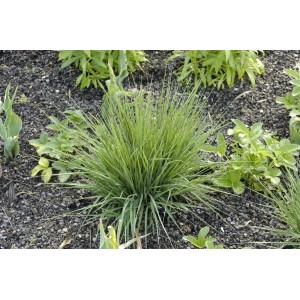 Moorgras 'Edith Dudszus' im Gartenbeet, grüne Halme, ca. 3-5 Liter Container.