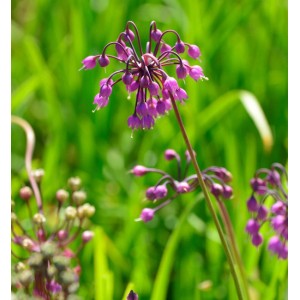 Zierlauch Hidcote (Allium cernuum) mit violetten Blüten im Garten.
