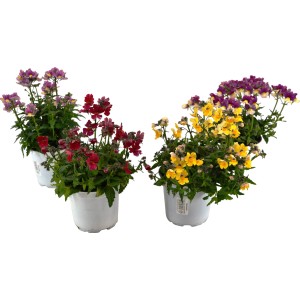 Elfenspiegel (Nemesia Sunsatia) im Topf mit violetten, roten und gelben Blüten.