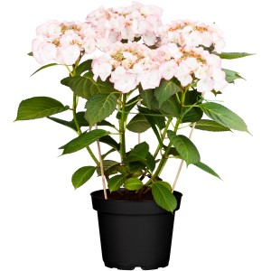 Rosa-weiße OBI Tellerhortensie (Hydrangea) im Topf, ca. 40-50 cm hoch.