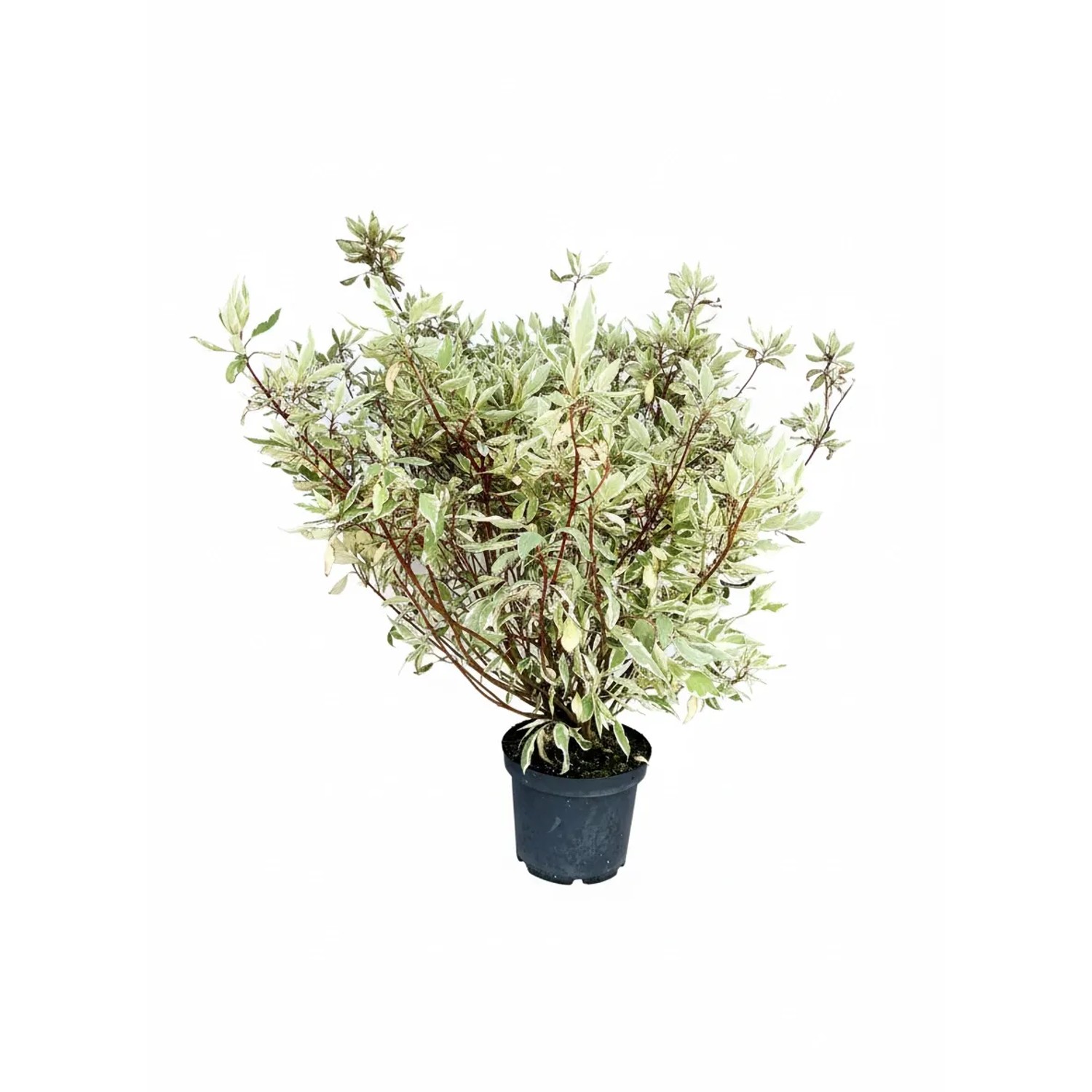 Baumfink Hartriegel Ivory Halo als Topfpflanze 40-60cm