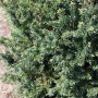 Detailaufnahme der Taxus baccata 'Schwarzgrün' Heckenpflanze, 25-30 cm hoch.
