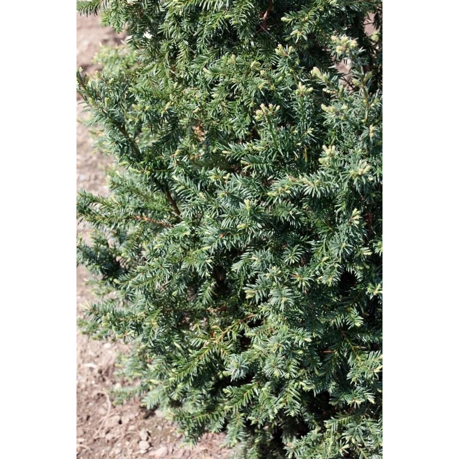 Detailaufnahme der Taxus baccata 'Schwarzgrün' Heckenpflanze, 25-30 cm hoch.