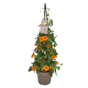 Schwarzäugige Susanne im Topf, orange Blüten, grüne Blätter, Kletterpflanze für Kübel und Garten.