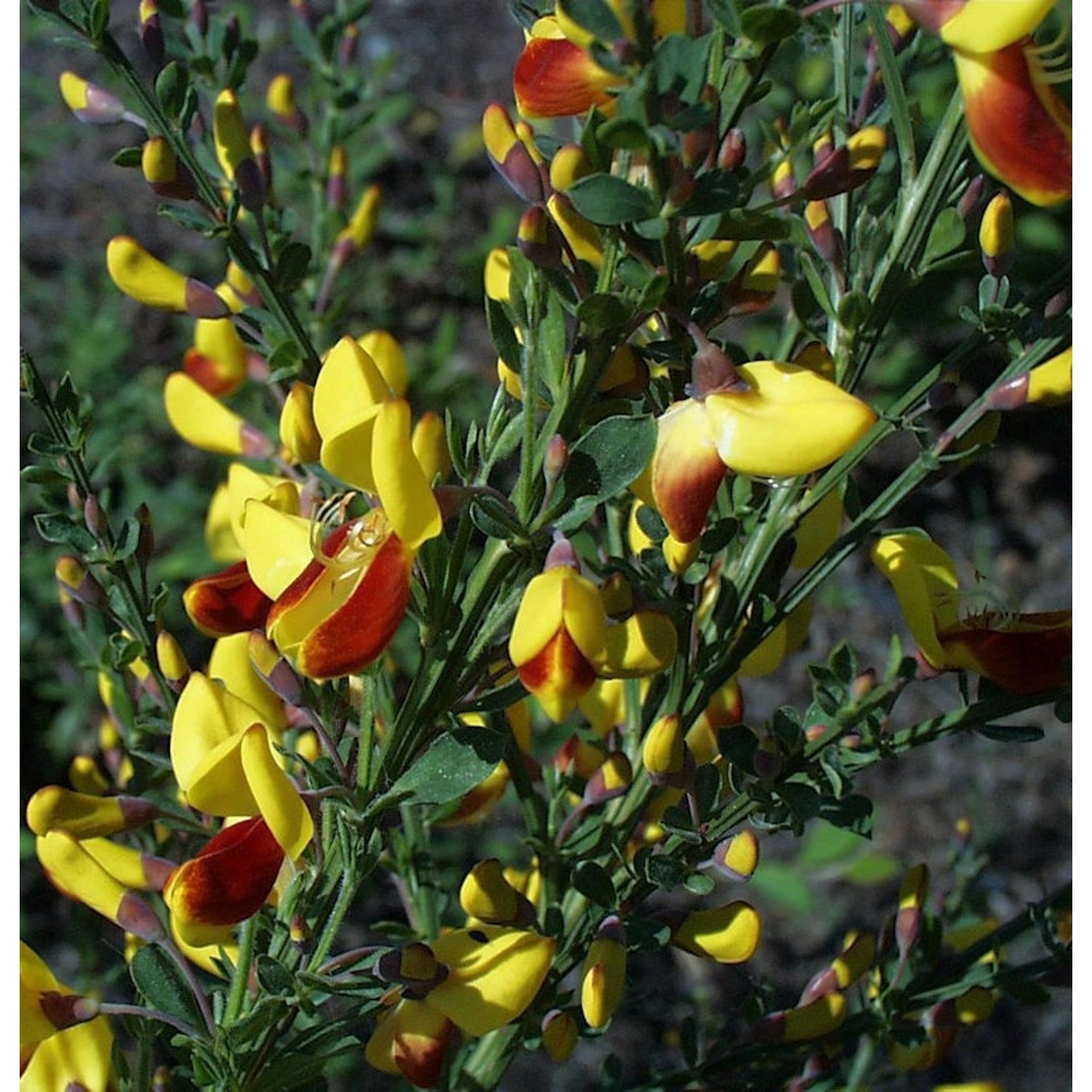 Schmuckginster Firefly 40-60cm - Cytisus scoparius günstig online kaufen