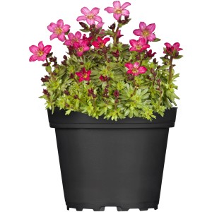 Moossteinbrech im Topf, Saxifraga mit pinken Blüten, ca. 13 cm Topf-Durchmesser.