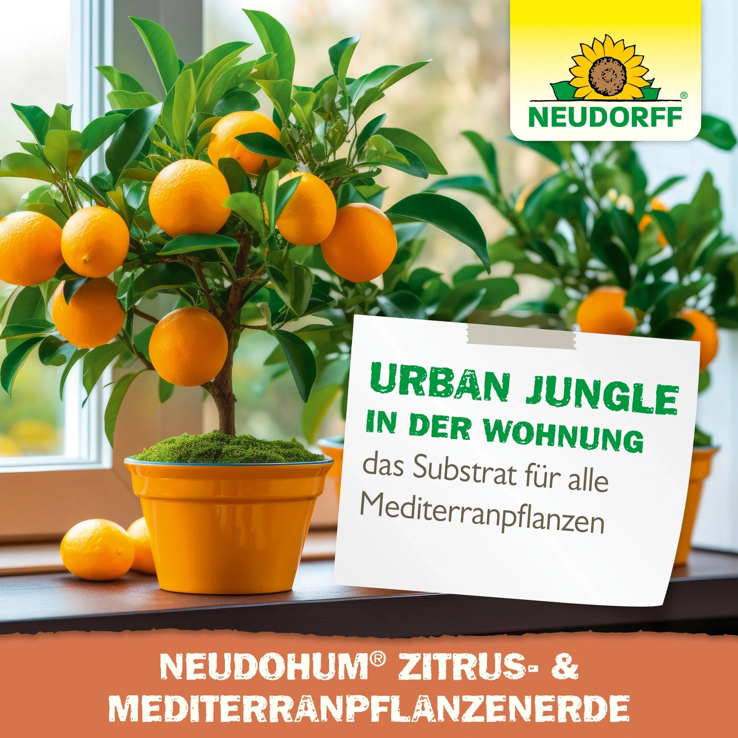 Neudorff NeudoHum Mediterranpflanzen- und Palmenerde im Topf mit Zitruspflanze.