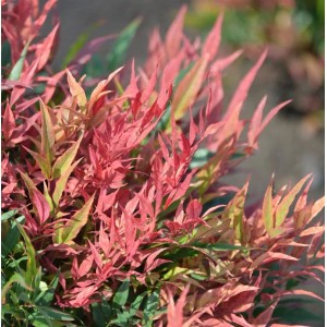 Himmelsbambus 'Blush Pink', Strauch mit rötlich-grünen Blättern.