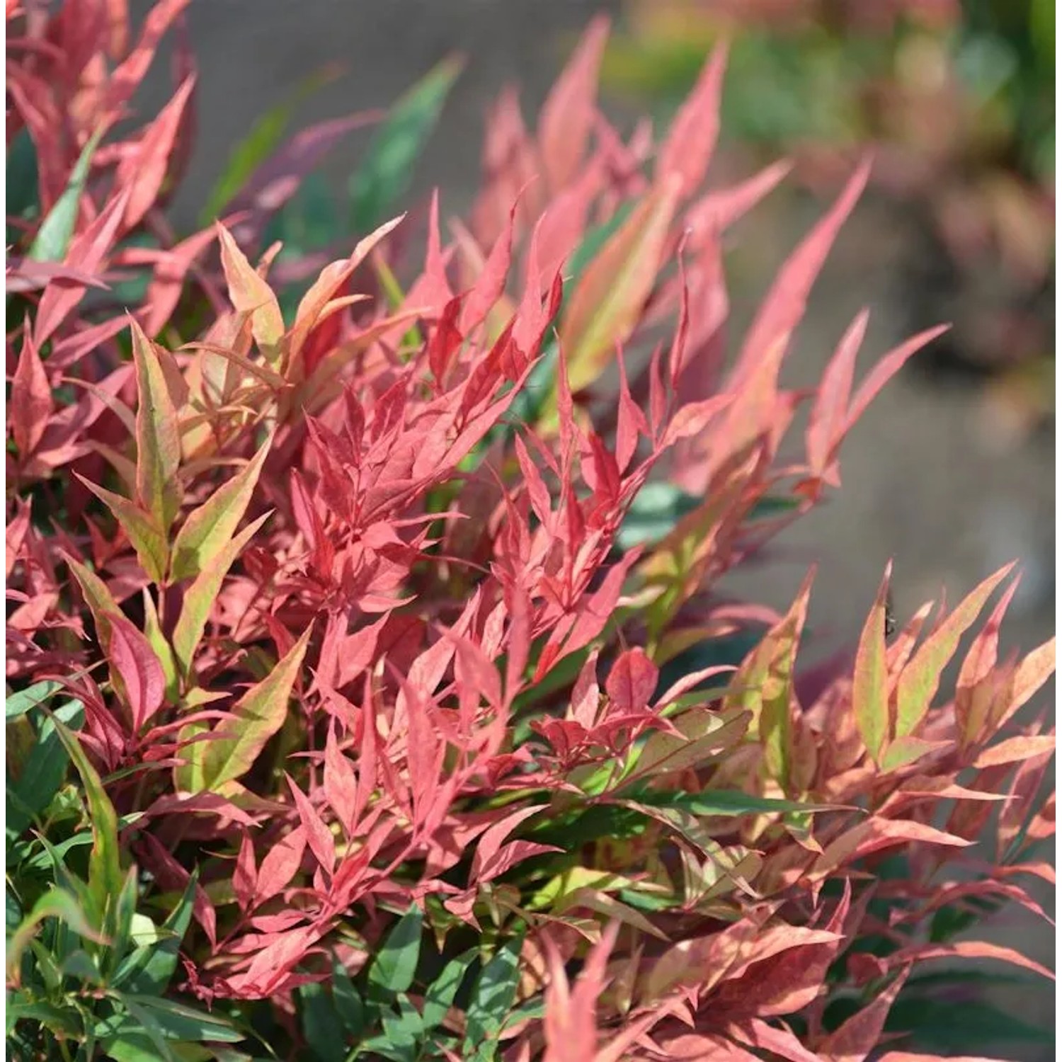 Himmelsbambus Blush Pink 60-80cm - Nandina domestica