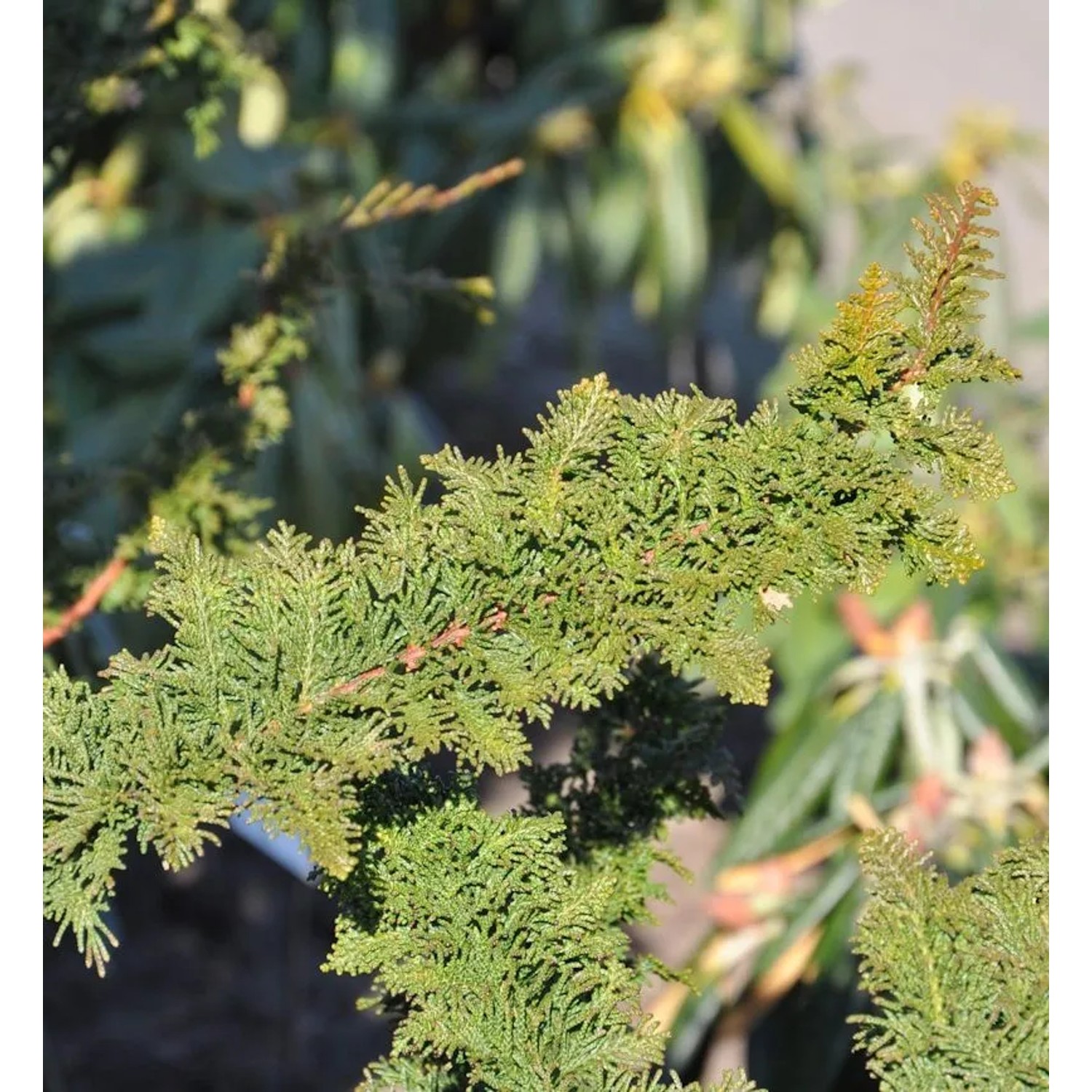 Hinoki Scheinzypresse Teddy Bear 25-30cm - Chamaecyparis obtusa