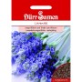 Dürr Samen Lavendel Saatgut