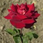 Nahaufnahme einer dunkelroten Kletterrose Florentina mit grünen Blättern.