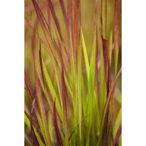 Detailaufnahme des Japanischen Blutgrases 'Red Baron' im 2 Liter Topf, mit roten und grünen Blättern.