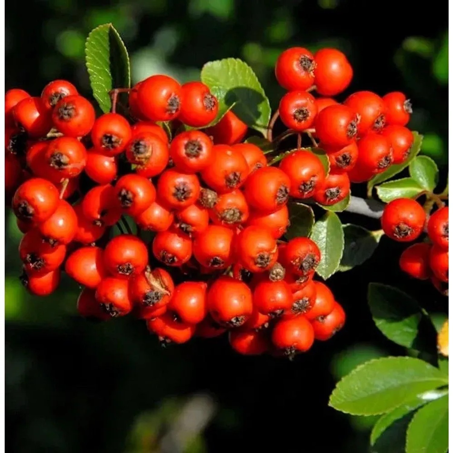 Feuerdorn Red Star 100-125cm - Pyracantha