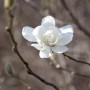 Nahaufnahme einer weißen Loebner Magnolie "Merrill" Blüte an einem Hausbaum.