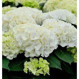 Nahaufnahme der weißen Blüten der Bauernhortensie Bianco (Hydrangea macrophylla).