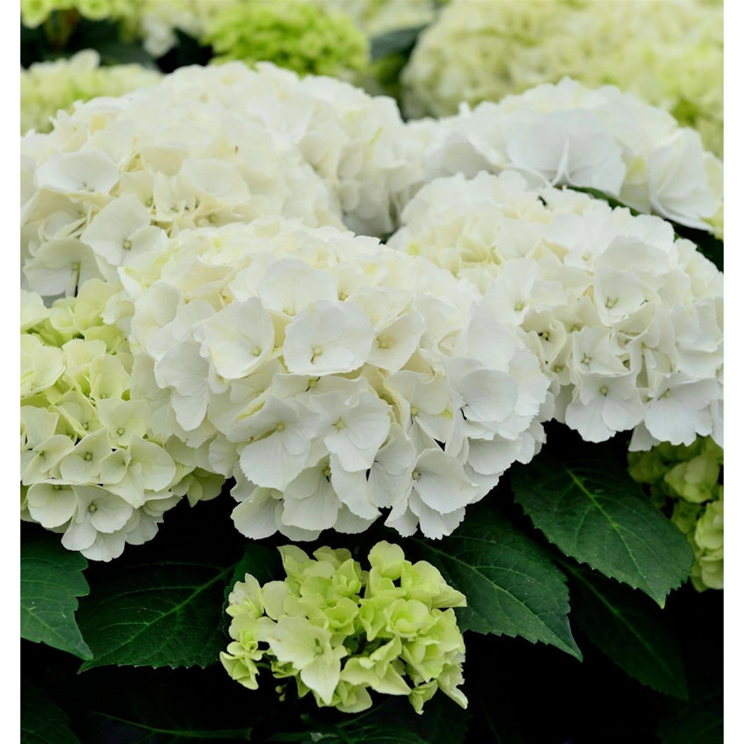 Bauernhortensie Bianco 30-40cm - Hydrangea macrophylla günstig online kaufen