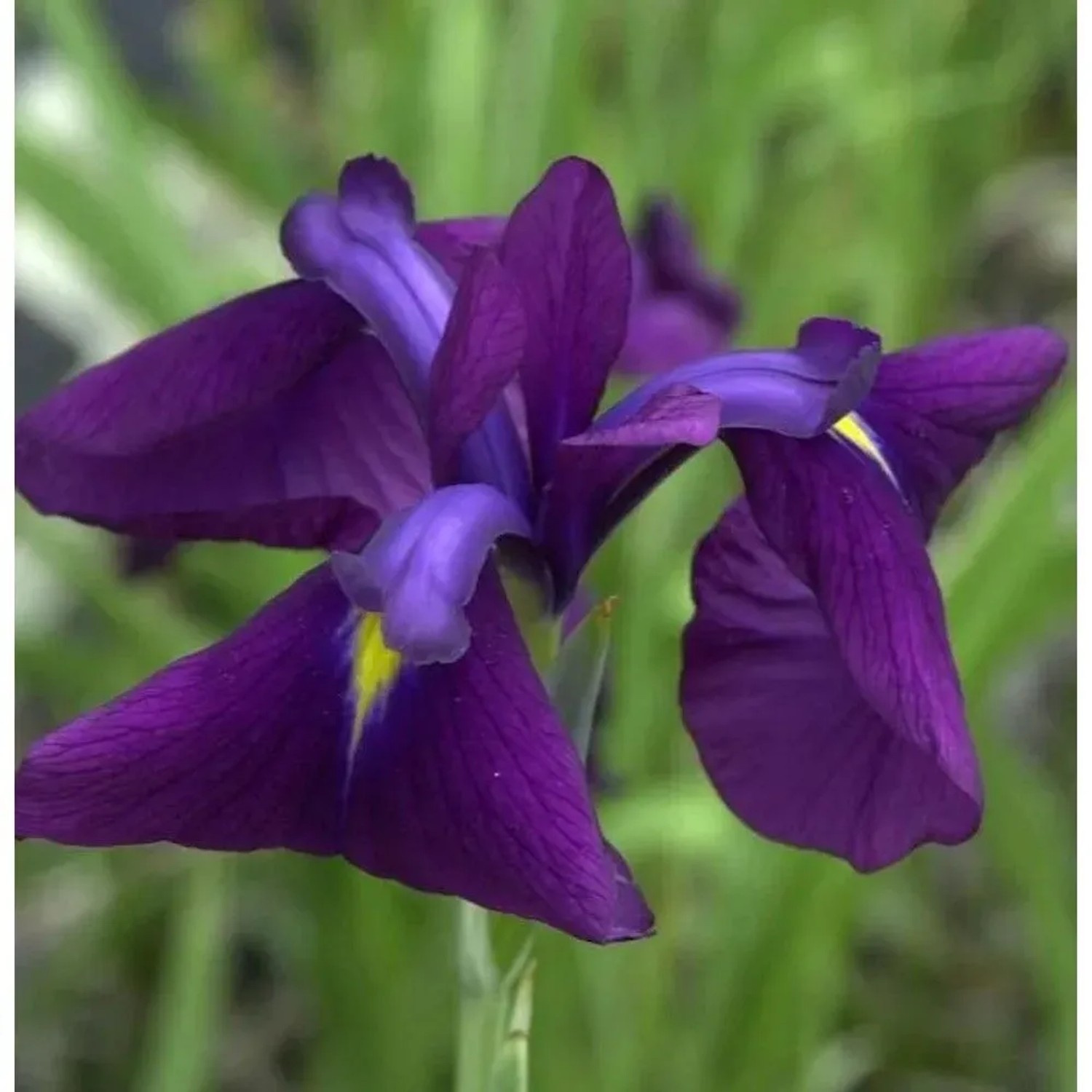Japanische Sumpf Schwertlilie Variegata - Iris ensata