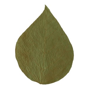 Dennerle Shrimp King Dadap Leaves, getrocknetes Blatt als Spezialfutter für Garnelen.