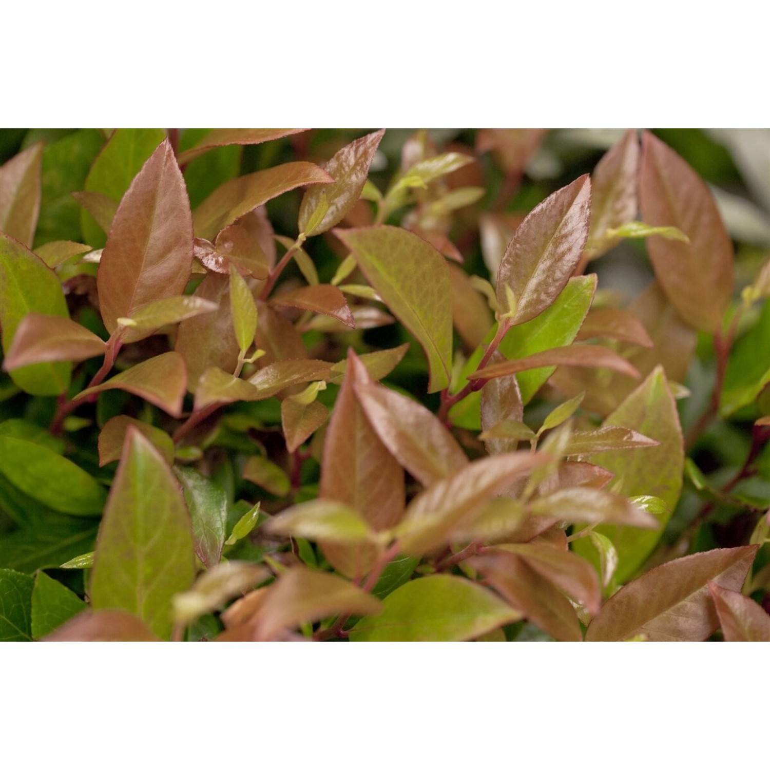 Leucothoe Walteri Zeblid Traubenheide Rot-Grün 25–30 cm günstig online kaufen