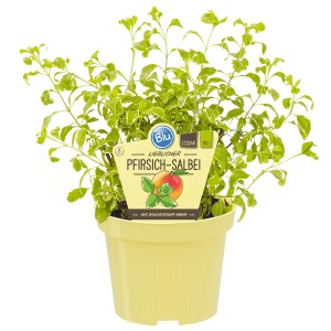 Blu Magenbitter-Salbei Variegata im Topf, grün-weiße Blätter.