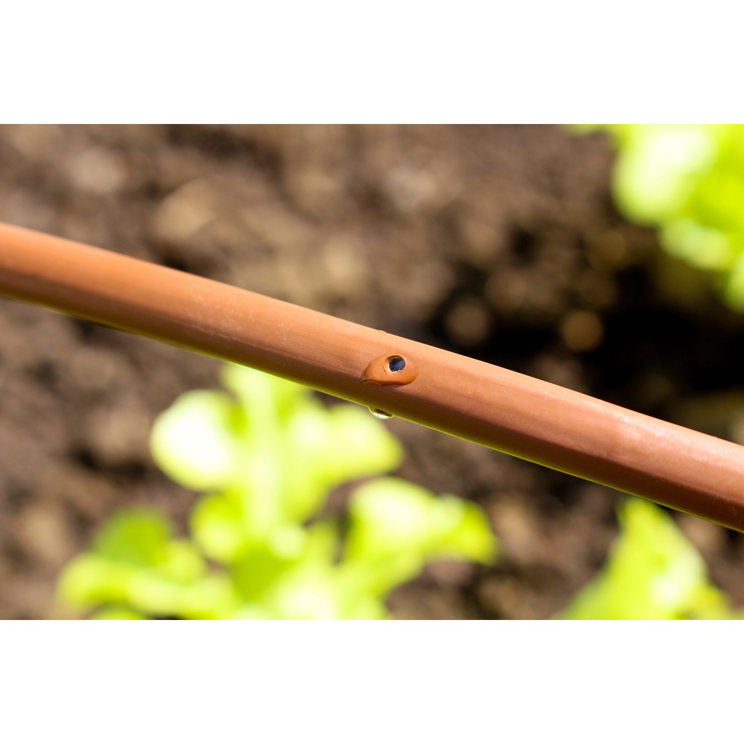 Detailaufnahme: Brauner Tropfschlauch des Vitavia Gewächshaus Apollo Bewässerungssystems mit Wassertropfen.