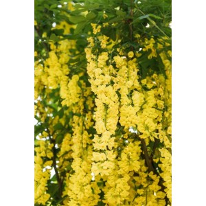 Goldregen 'Vossii' mit leuchtend gelben Blüten an einem 80 cm Stamm. Hausbaum für sonnige Standorte.