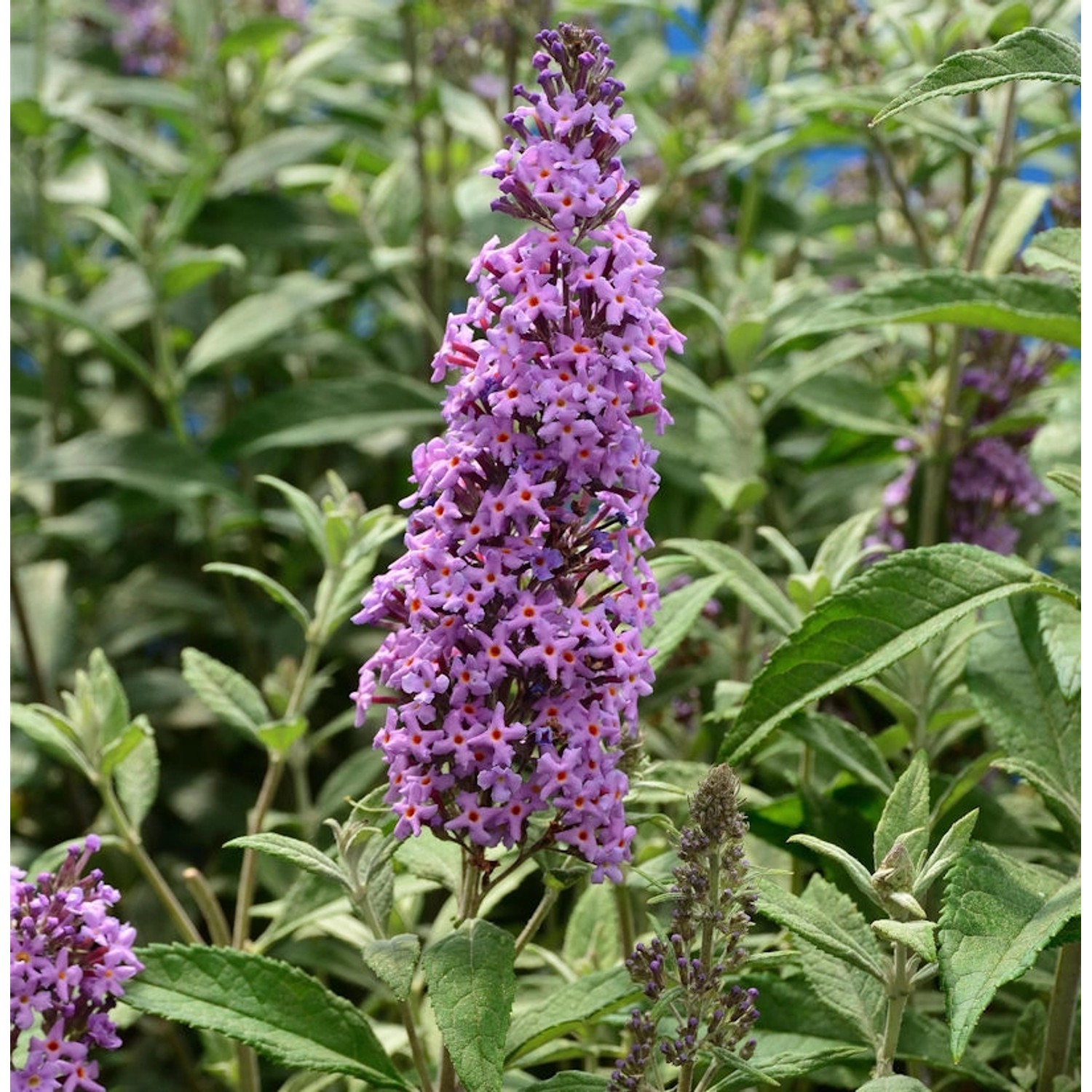 Zwerg Hänge Sommerflieder Little Lila 25-30cm - Buddleja günstig online kaufen