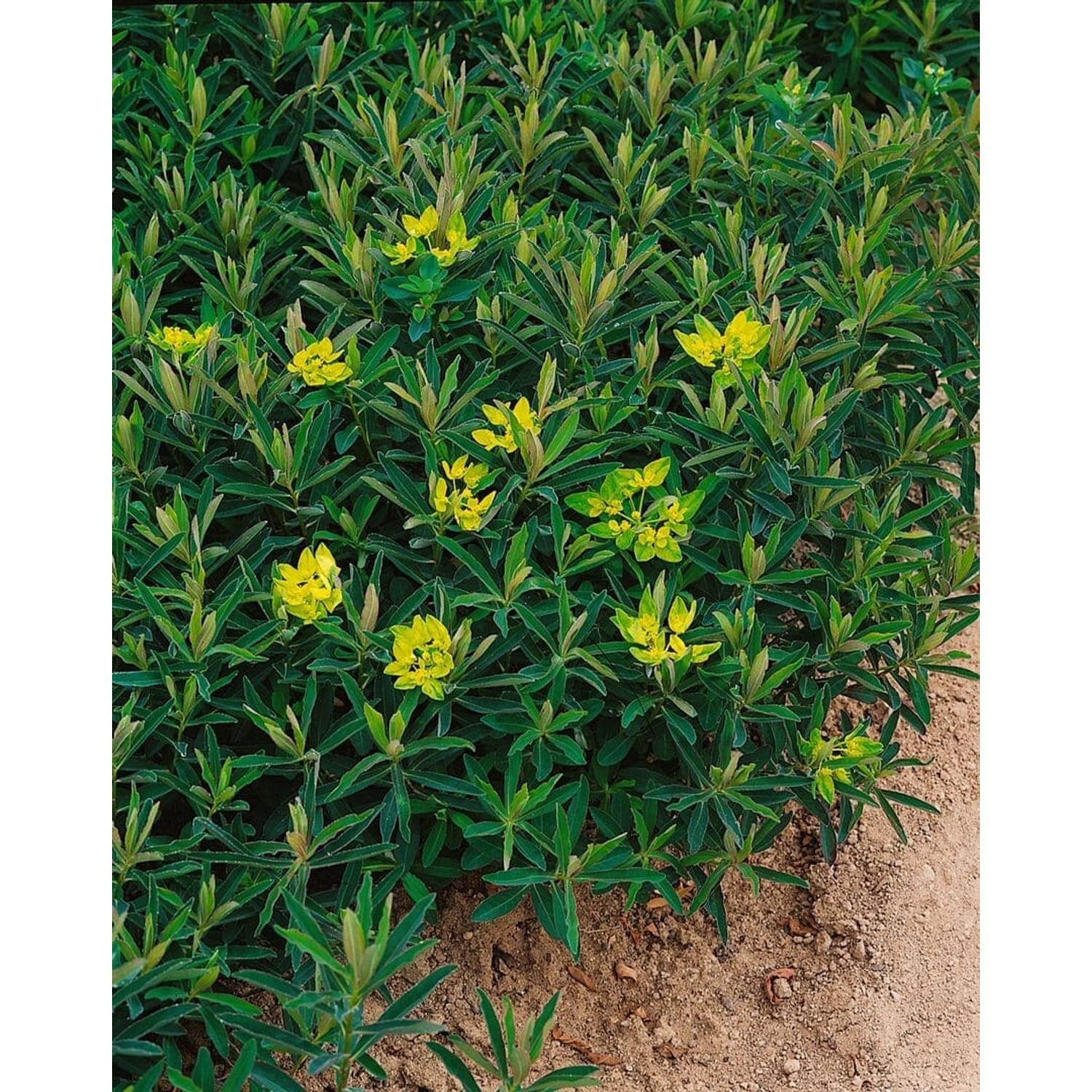 Euphorbia Polychroma Purpurea Goldwolfsmilch Ca. 9x9 cm Topf günstig online kaufen