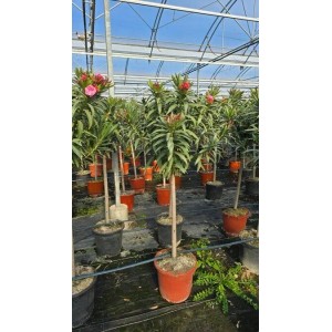 Sunny-Tree Oleander auf Stamm Farbe Rot Nerium Oleander Höhe 140-160 cm Pflanze für Draußen Immergrün im Winter Mediterrane Pflanze