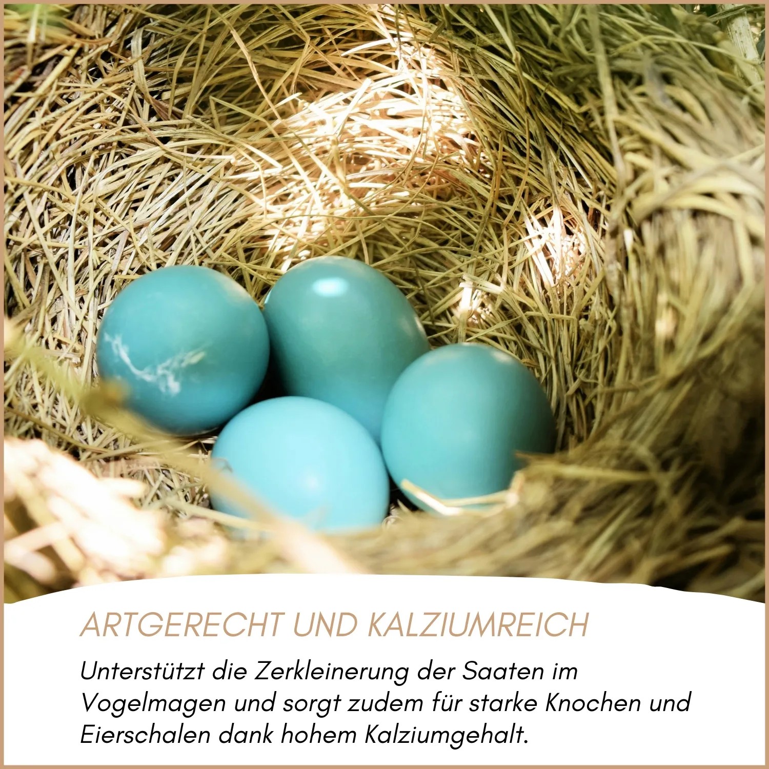 Vogelnest aus Stroh mit vier blauen Eiern, symbolisiert die Wirkung von Supravit Vogelgrit für starke Eierschalen und Knochen.