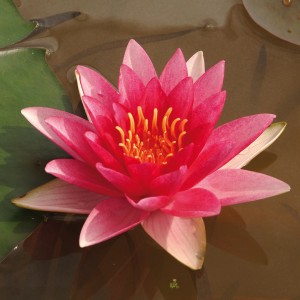 Rosarote Seerose 'Charles de Meurville' mit gelben Staubgefäßen im Wasser.