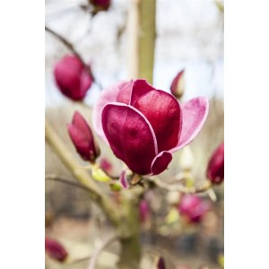 Nahaufnahme einer purpurroten Tulpenmagnolie (Magnolia Genie) mit Blütenknospen.