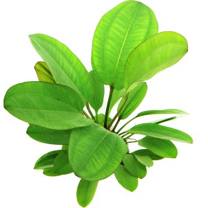 Grüne Dennerle Aquariumpflanze Echinodorus Dschungelstar 'Kleiner Bär XL' im Detail.