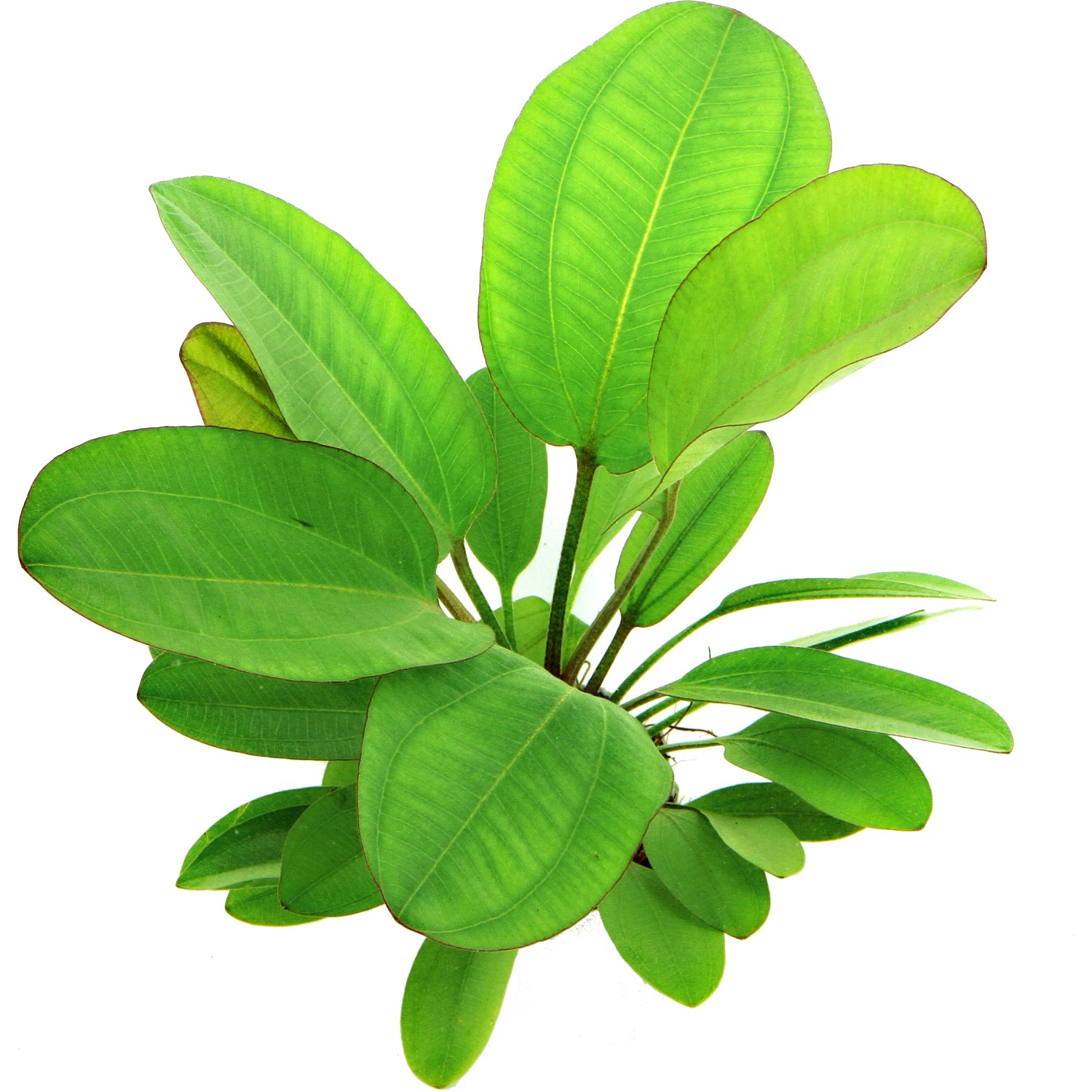 Dennerle Plants Aquariumpflanze Echinodorus Dschungelstar Nr.2 Kl.Bär XL Pflanze