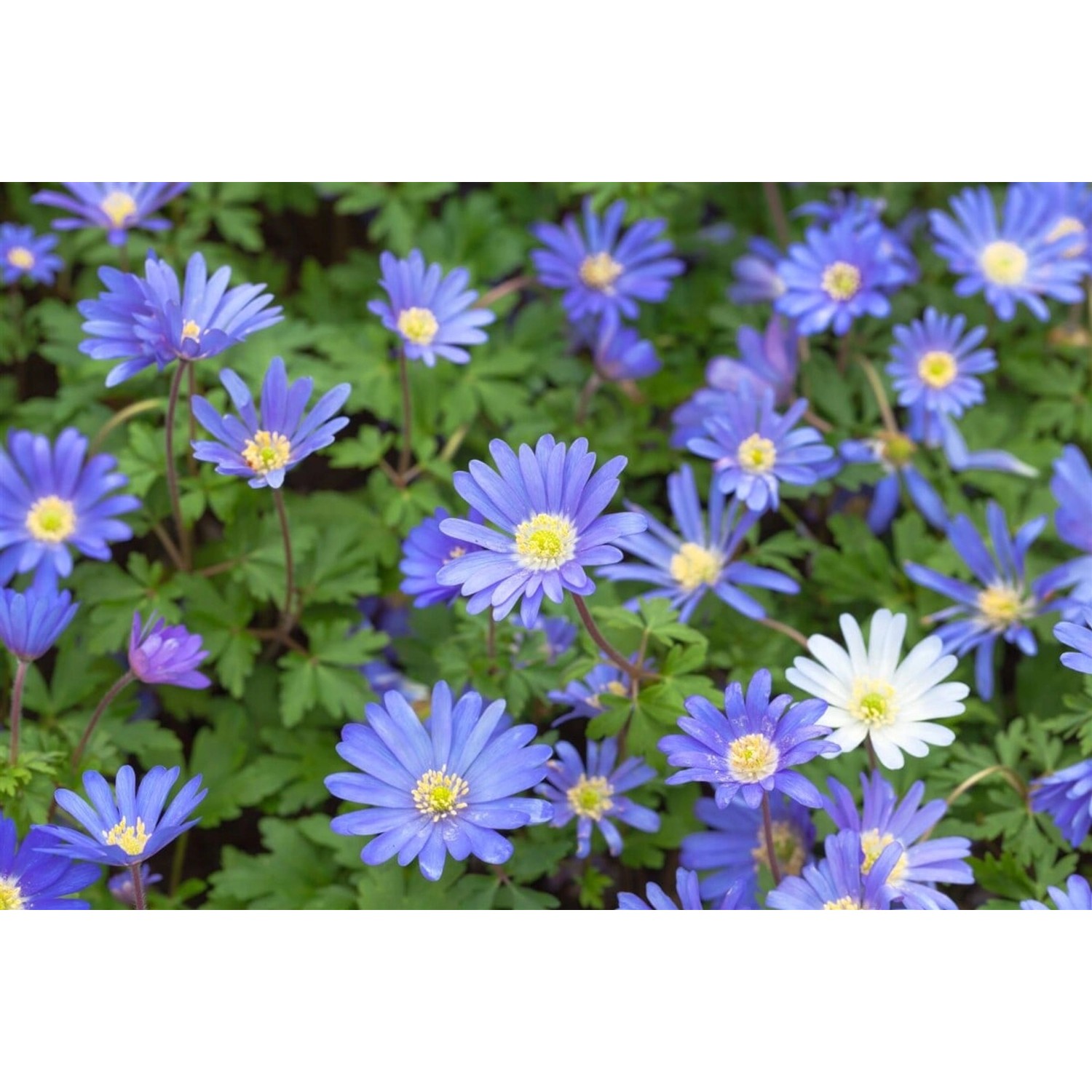 Anemone Blanda Blue Shades Balkan Windröschen Ca. 9x9 cm Topf günstig online kaufen