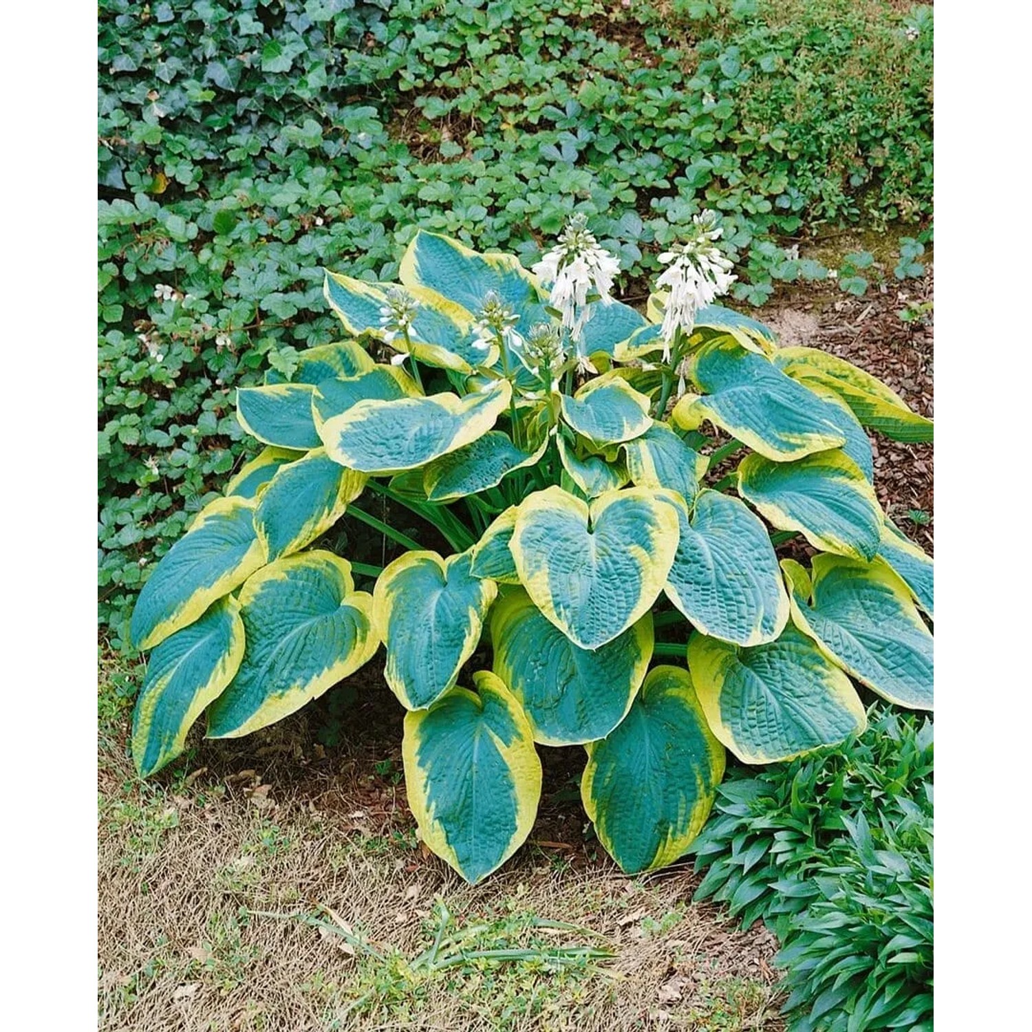 Funkie 'Frances Williams': Blaue Blätter mit gelbem Rand und weißen Blüten, im Gartenbeet.