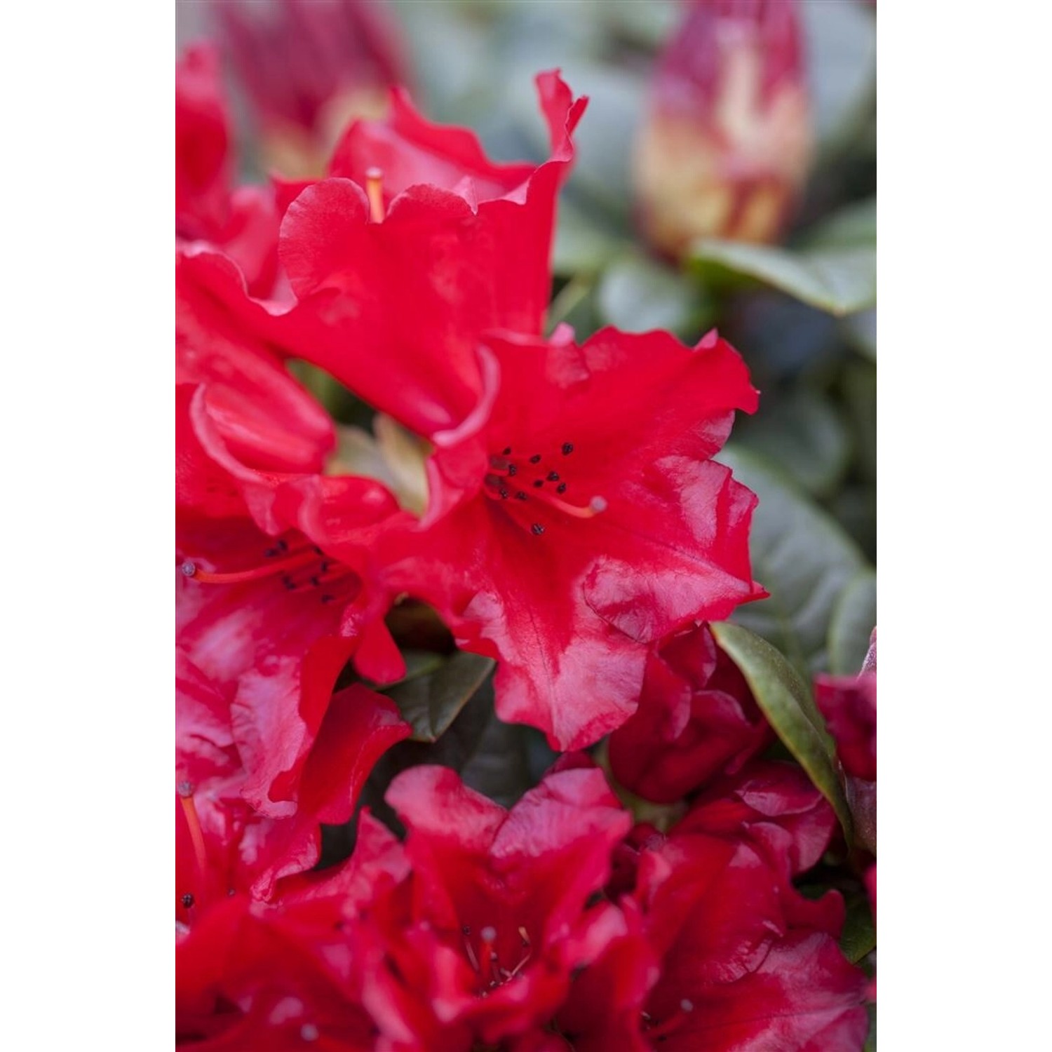 Nahaufnahme des leuchtend roten Rhododendron Repens Scarlet Wonder Strauchs.
