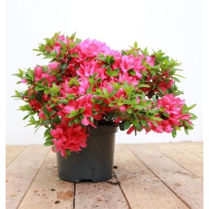 Karmesinrote Azalee Rhododendron Obtusum Kermesina im Topf, ca. 20-25 cm hoch.