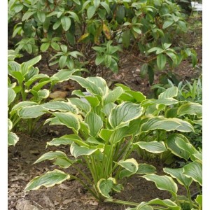 Grünblattfunkie 'So Sweet' (Hosta plantaginea) mit grün-gelben Blättern im Garten.