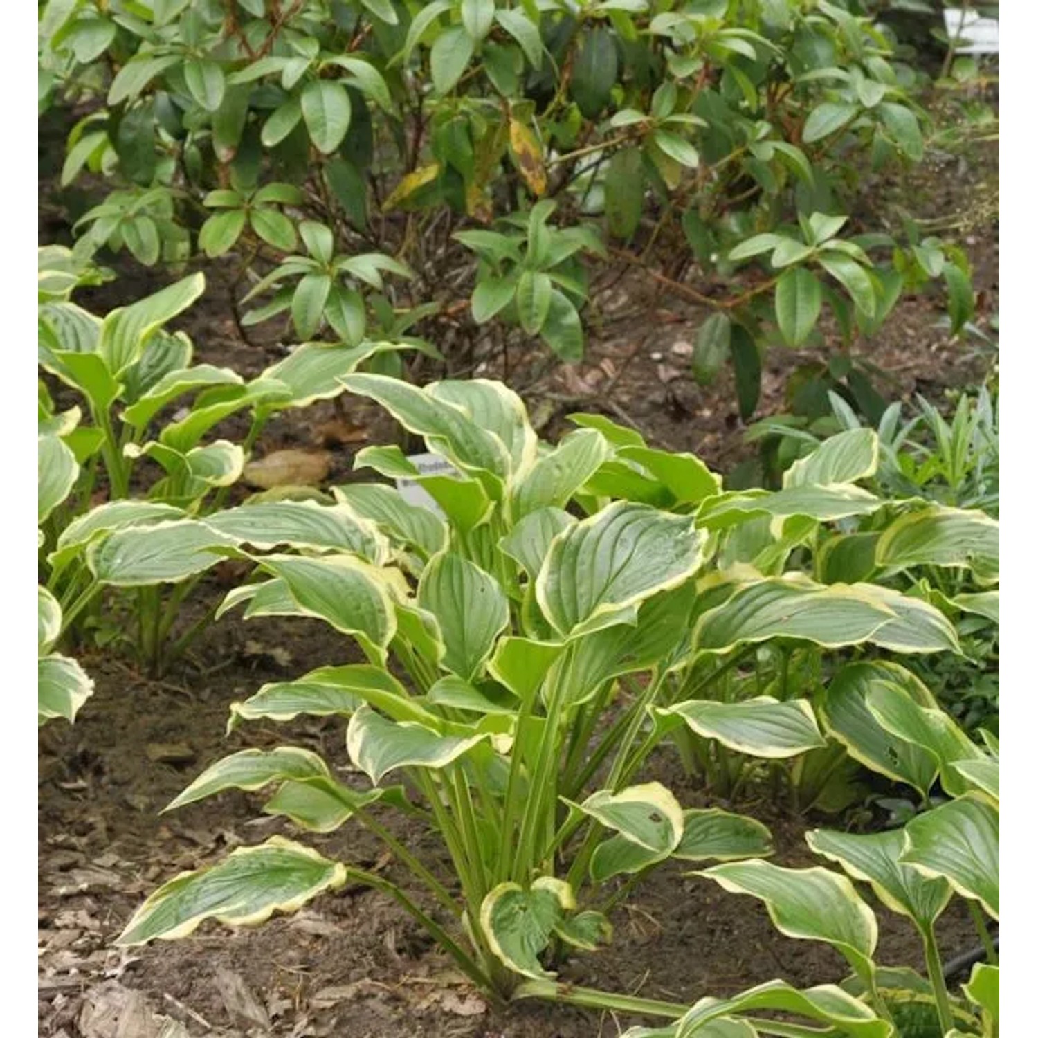 Grünblattfunkie So Sweet - Hosta plantaginea