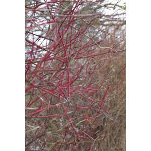 Leuchtend roter Hartriegel (Cornus Alba Sibirica) mit markanten Trieben.