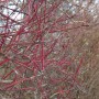 Leuchtend roter Hartriegel (Cornus Alba Sibirica) mit markanten Trieben.