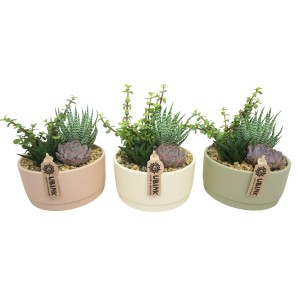 Sukkulenten-Arrangement im Keramiktopf, verschiedene Farben, Topf-Ø ca. 19 cm.