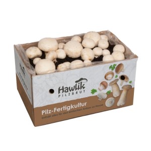 Hawlik Pilzbrut Großes Champignon Pilzzuchtset Komplettset mit Myzel für Weiße Champignons und Anbauanleitung für Anfänger