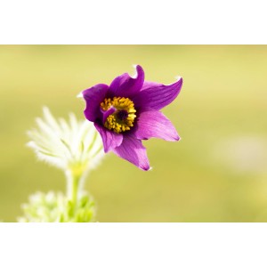 Nahaufnahme einer violetten Kuhschelle (Pulsatilla) im Topf, eine frühe Blühpflanze für den Steingarten.
