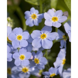 Nahaufnahme von blauem Sumpf-Vergissmeinnicht (Myosotis palustris) mit gelber Blütenmitte.