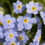 Nahaufnahme von blauem Sumpf-Vergissmeinnicht (Myosotis palustris) mit gelber Blütenmitte.