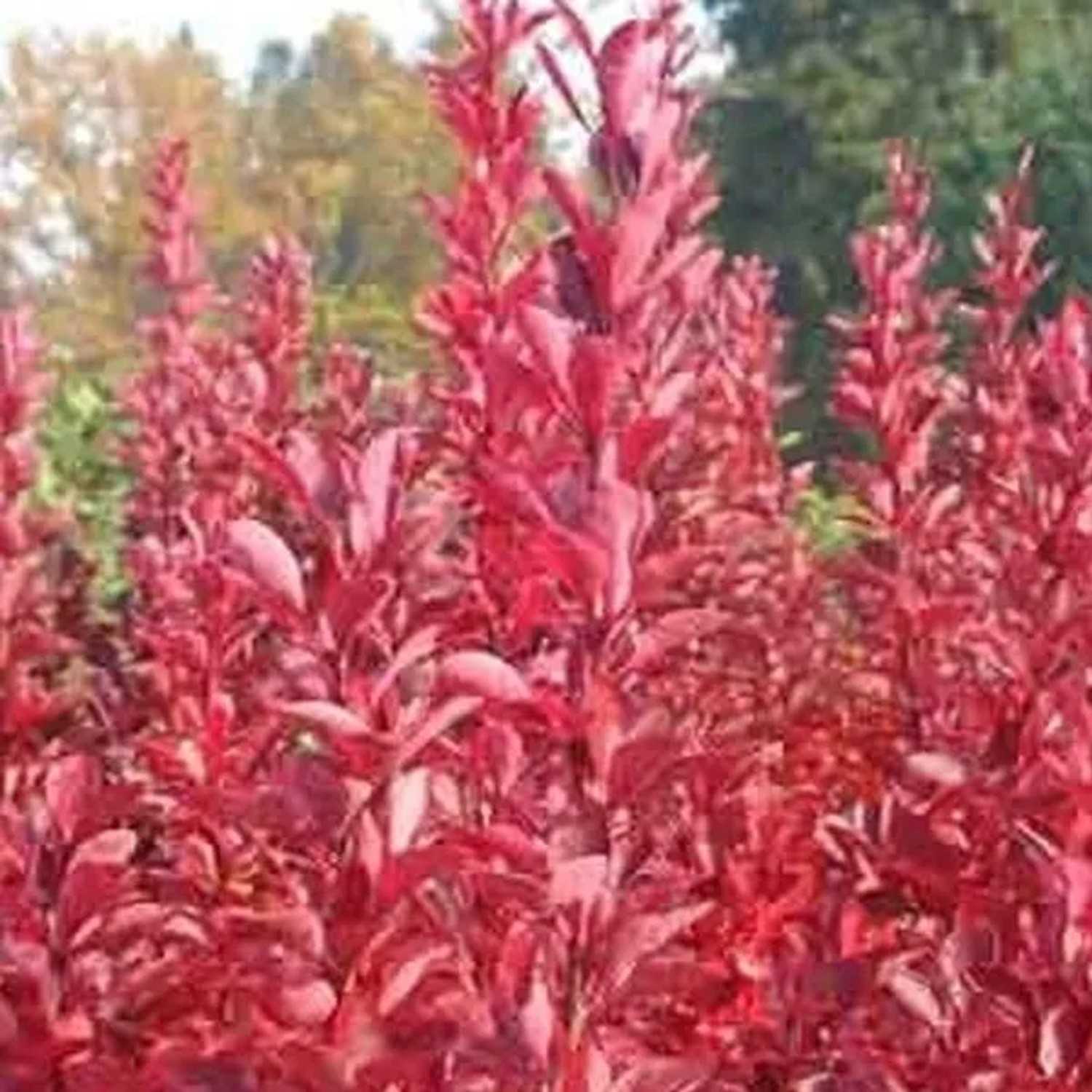 Berberitze 'Red Rocket' Berberis thunbergii 25 bis 30 cm im Container Rotes Laub